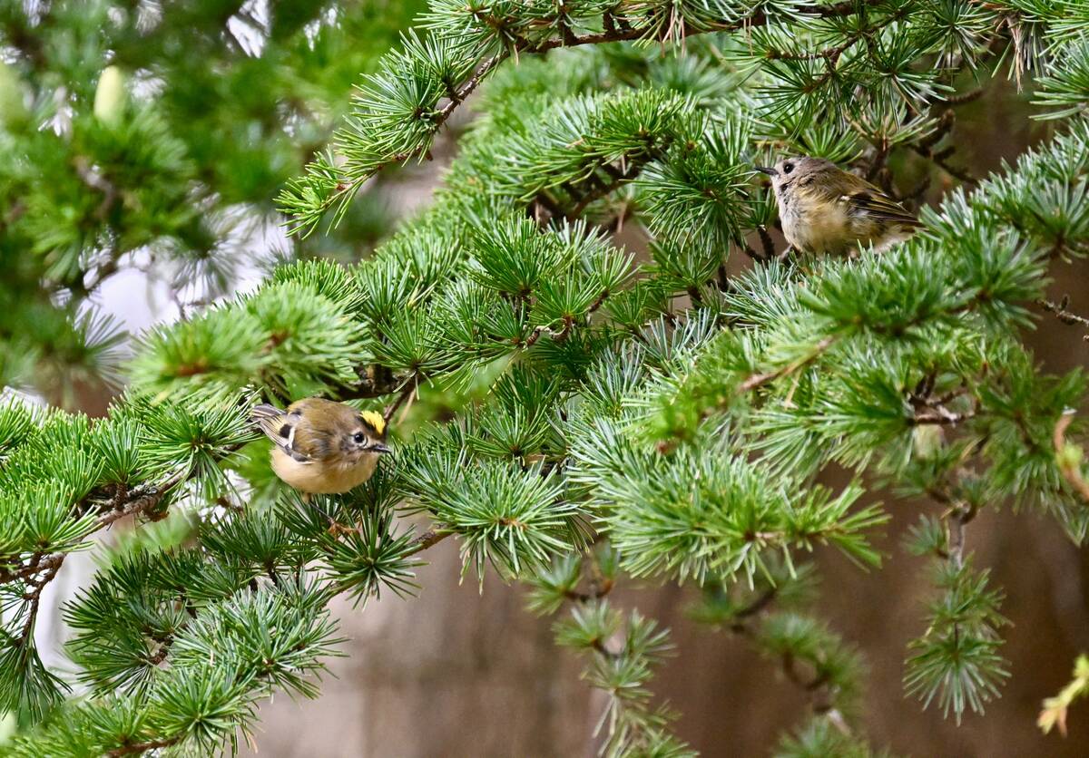 2026-08-13 2 Goldcrests